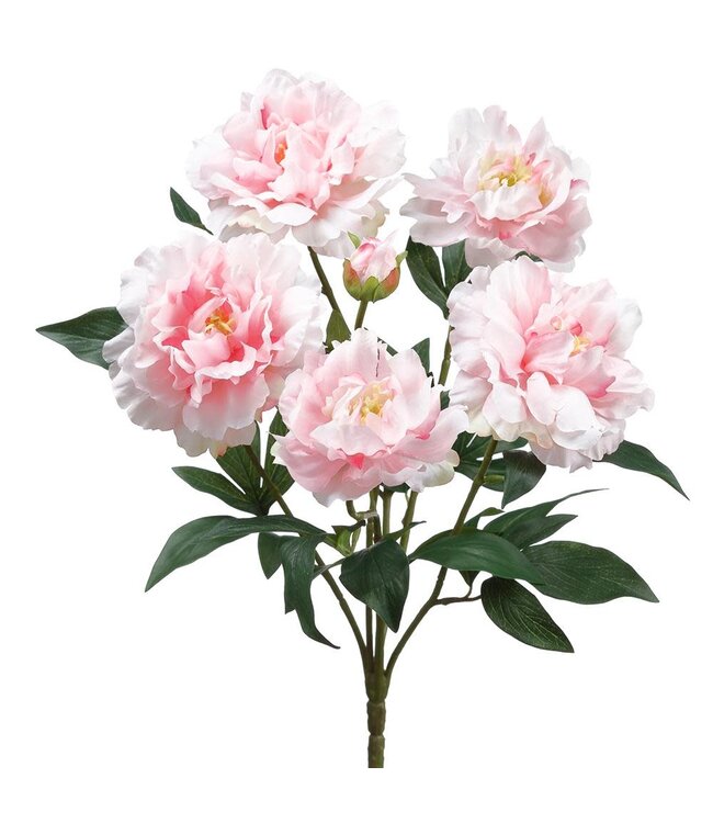 18 Inch Peony Bush