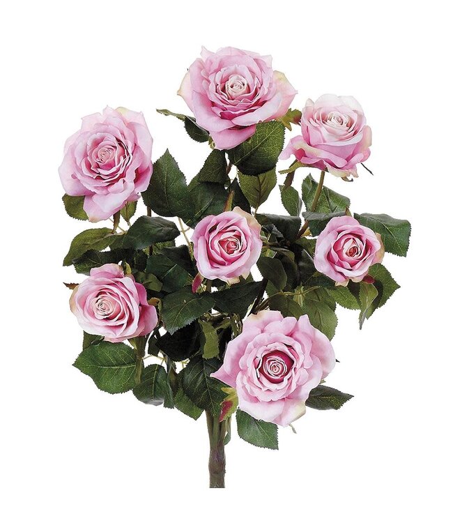 21.5 Inch Confetti Rose Bush x7