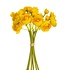 10 Inch Mini Ranunculus Bundle x6
