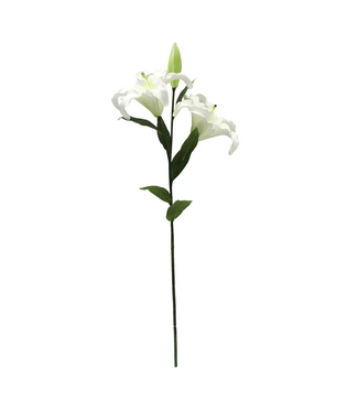 Asiatic Lily White