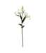 Asiatic Lily White