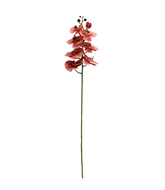 Butterfly Orchid Coral