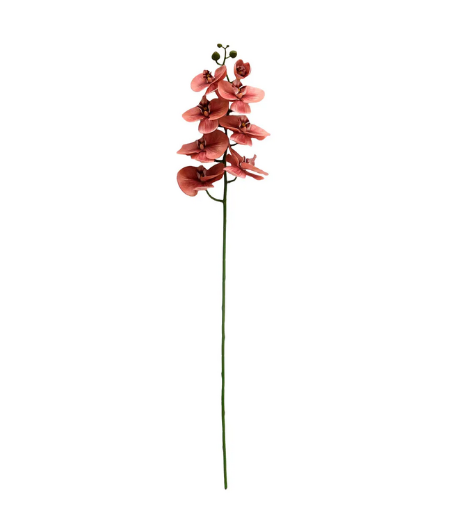 Butterfly Orchid Coral