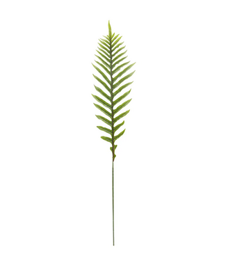 Ostrich Fern Light Green