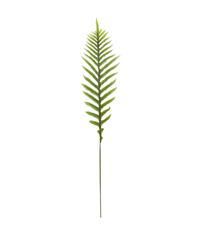 Ostrich Fern Light Green