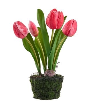 10.5 Inch Tulip in Soil With Moss