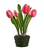 10.5 Inch Tulip in Soil With Moss