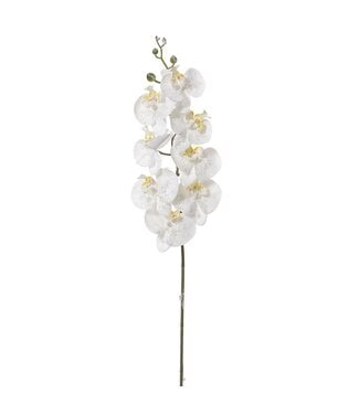 34" Iced Phalaenopsis Orchid Spray with White Flowers
