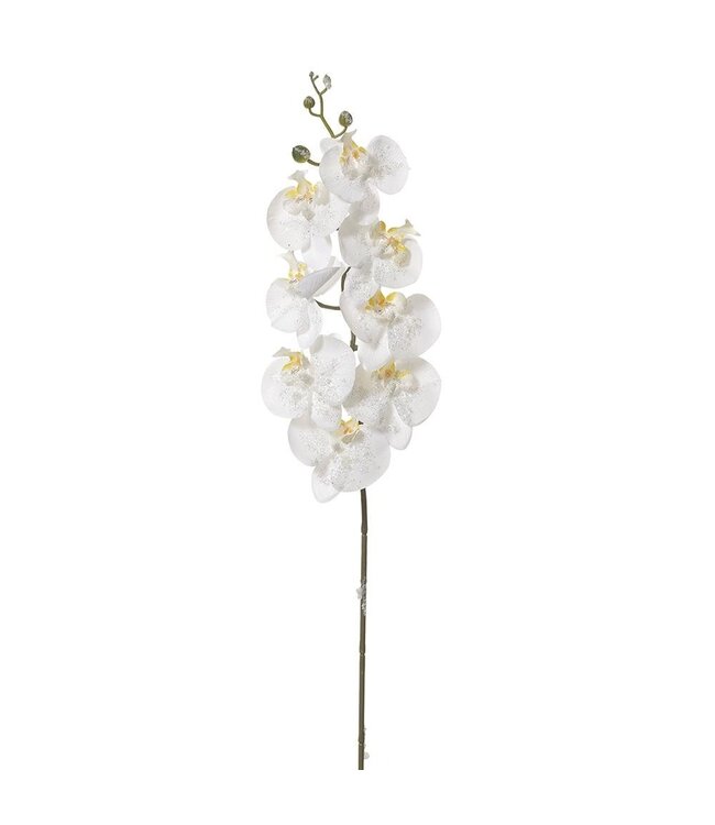 34" Iced Phalaenopsis Orchid Spray with White Flowers