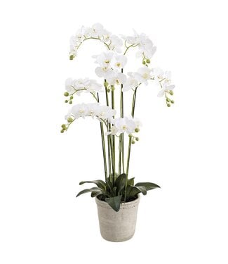 16 Inch Phalaenopsis Orchid Plant in Cement Planter White