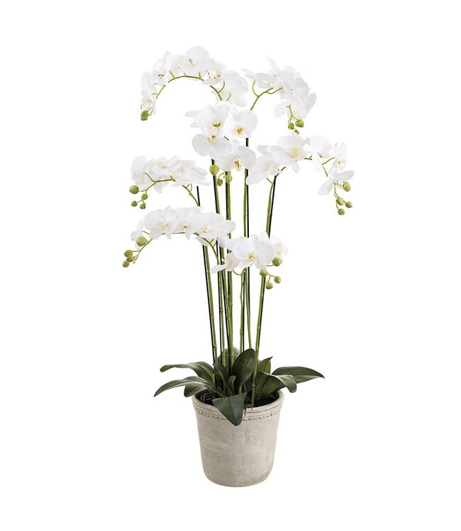 16 Inch Phalaenopsis Orchid Plant in Cement Planter White