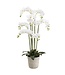 16 Inch Phalaenopsis Orchid Plant in Cement Planter White