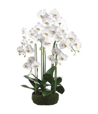 39 Inch Phalaenopsis Orchid Plant With Soil And Moss White