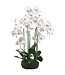 39 Inch Phalaenopsis Orchid Plant With Soil And Moss White
