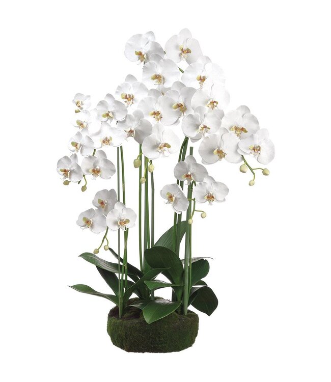 39 Inch Phalaenopsis Orchid Plant With Soil And Moss White