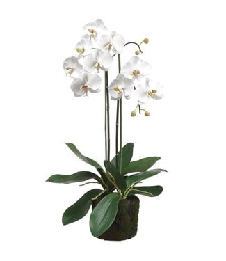 30" Phalaenopsis Orchid Plant With Soil And Moss White