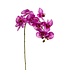 30 Inch Phalaenopsis Orchid Spray With 9 Flowers Violet