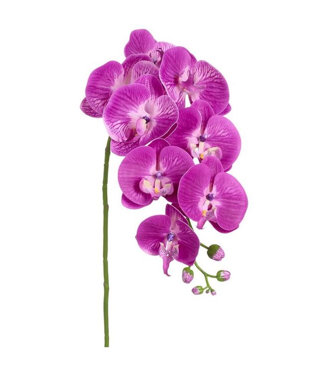 37 Inch Phalaenopsis Orchid Spray Purple