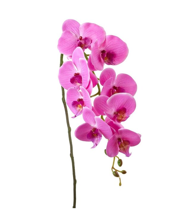 33 Inch Phalaenopsis Orchid Spray Orchid