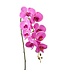 33 Inch Phalaenopsis Orchid Spray Orchid