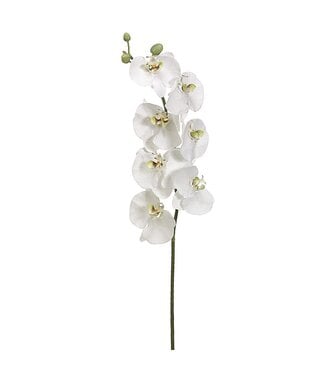 45 Inch Phalaenopsis Orchid Spray White Green
