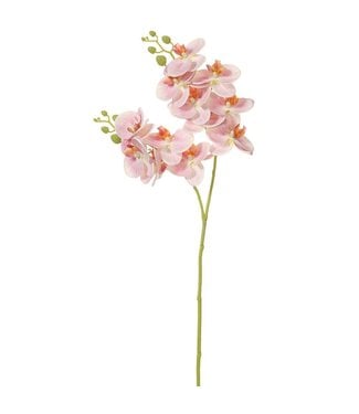 30 Inch Phalaenopsis Orchid Spray Pink Cream