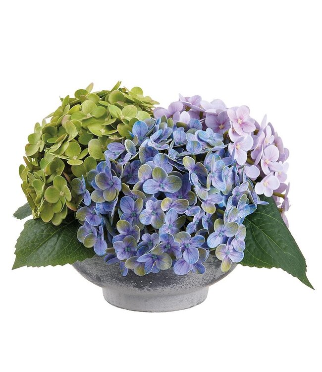 8 Inch Hydrangea in Terra Cotta Pot Mixed