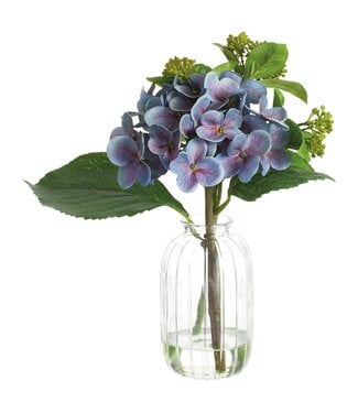 9 Inch Hydrangea/Skimmia in Glass Vase