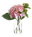 9 Inch Hydrangea/Skimmia in Glass Vase