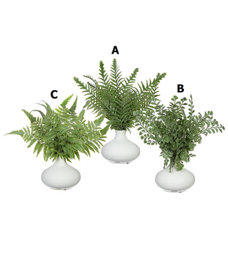 11.5 Inch Fern in Ceramic Vase - Sold Individually