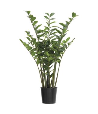 4 Inch Zamioculcas Zamiifolia Plant in Plastic Pot Green
