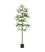 7' Shady Lady Tree with Shapeable Trunk in Pot