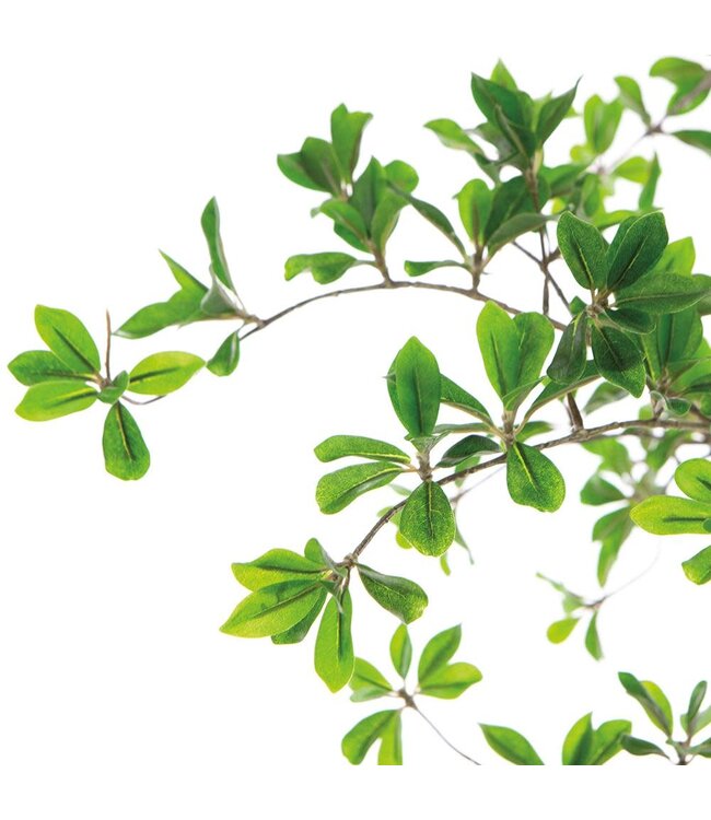 7' Shady Lady Tree with Shapeable Trunk in Pot