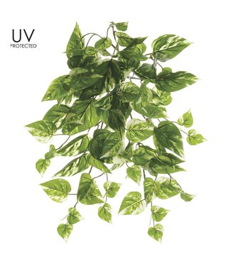 19" UV Protected Pothos Bush Green Cream