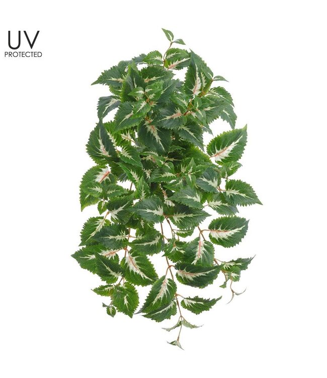 25" UV Protected Coleus Hanging Bush