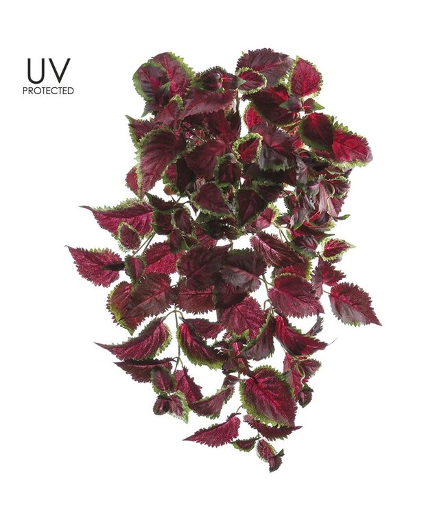 25" UV Protected Coleus Hanging Bush