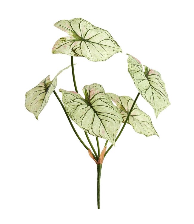 21" Caladium Bush