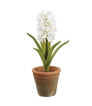 16 Inch Hyacinth in Aged Clay Pot -  White
