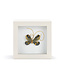 4in Butterfly Shadow Box