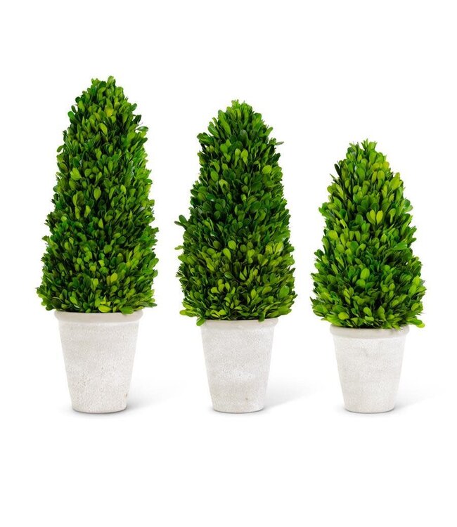 Preserved Boxwood Cone Tree in Whitewashed Pot