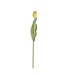 26.75 Inch Silk with Real Touch Single Tulip Stem
