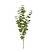 California Eucalyptus Branch 39”