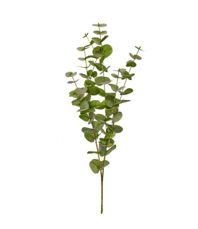 California Eucalyptus Branch 39”