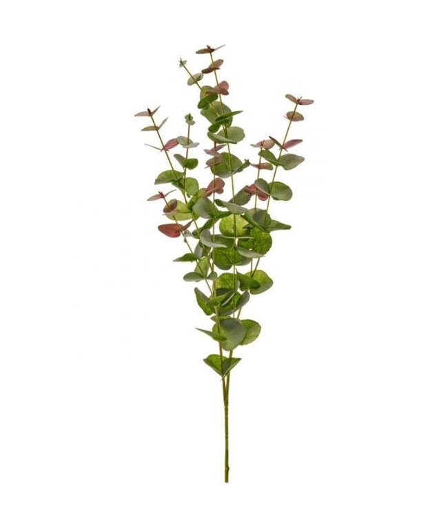 California Eucalyptus Branch 39”