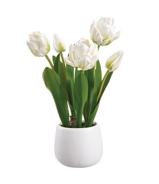 13.5 Tulip in Ceramic Vase  - White