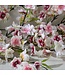 60" Cherry Blossom Garland
