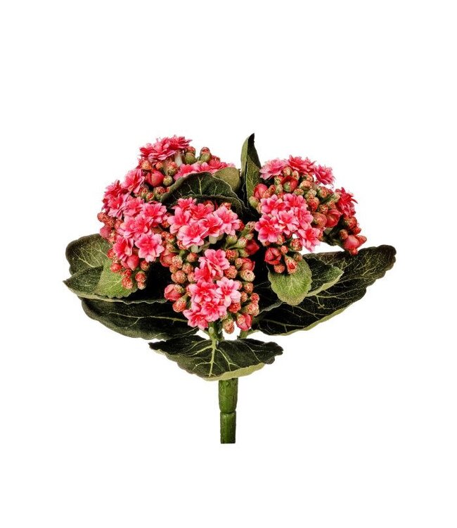 Kalanchoe Plant 9”