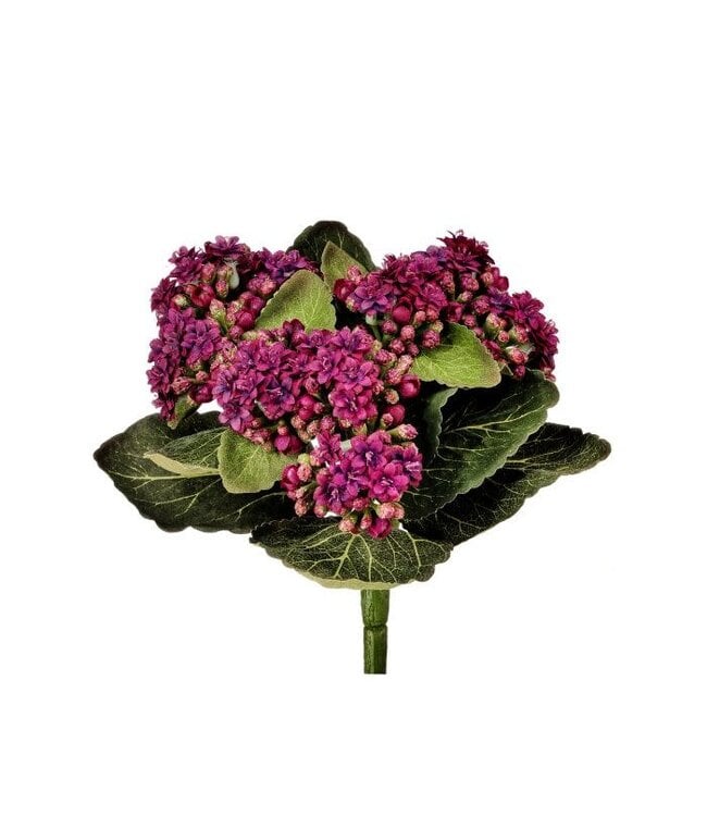 Kalanchoe Plant 9”