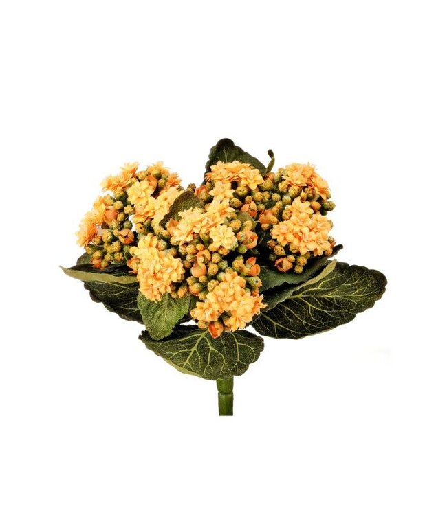 Kalanchoe Plant 9”