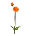 Summer Poppy + Bud 29”